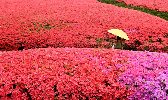 봄비가 내린 18일 오전 경기도 수원시 팔달구 우만동에서 우산을 쓴 시민이 울긋불긋한 철쭉 사이를 걸어가고 있다. 2023.04.18. 뉴시스