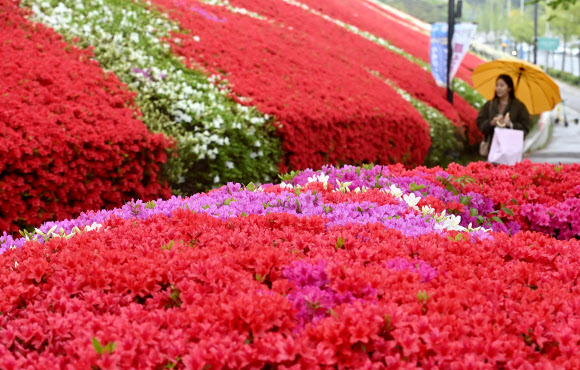 봄비가 내린 18일 오전 경기도 수원시 팔달구 우만동에서 우산을 쓴 시민이 울긋불긋한 철쭉 사이를 걸어가고 있다. 2023.04.18. 뉴시스