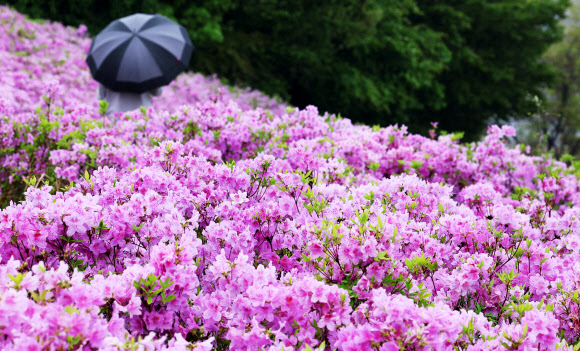 봄비가 내린 18일 오전 우산을 쓴 시민이 경기도 수원시 광교호수공원 철쭉동산을 지나고 있다. 2023.4.18 연합뉴스