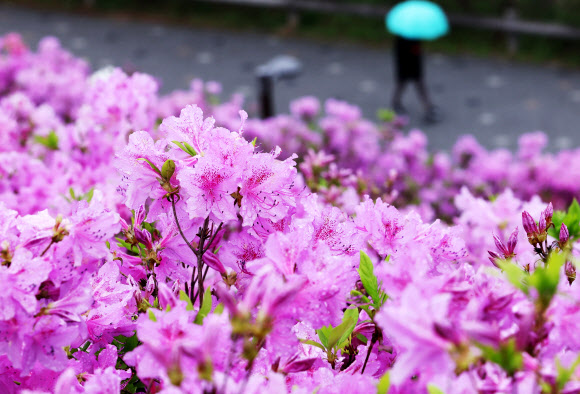 봄비가 내린 18일 오전 우산을 쓴 시민이 경기도 수원시 광교호수공원 철쭉동산을 지나고 있다. 2023.4.18 연합뉴스