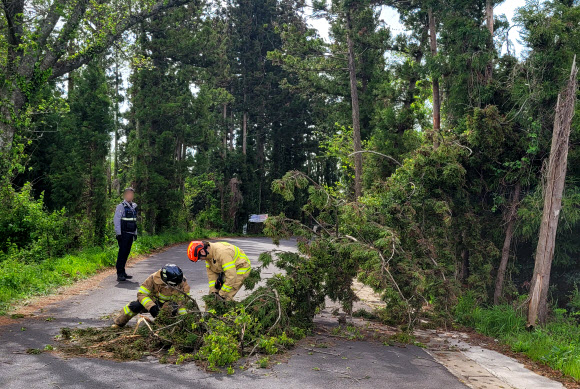 제주에 강한 바람이 부는 18일 오전 제주시 도남동의 한 도로로 소나무가 쓰러져 소방대원들이 안전조치를 하고 있다. 2023.4.18. 제주도 소방안전본부 제공