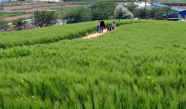 완연한 봄 날씨를 보인 24일 충청남도 보령시 천북면 폐목장 부지에 시민들이 초록으로 물든 청보리밭 옆을 지나고 있다. 2023.4.24. 뉴스1