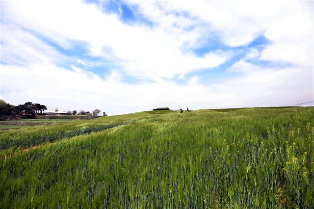 완연한 봄 날씨를 보인 24일 충청남도 보령시 천북면 폐목장 부지에 시민들이 초록으로 물든 청보리밭 옆을 지나고 있다. 2023.4.24. 뉴스1