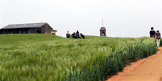 완연한 봄 날씨를 보인 24일 충청남도 보령시 천북면 폐목장 부지에 시민들이 초록으로 물든 청보리밭 옆을 지나고 있다. 2023.4.24. 뉴스1