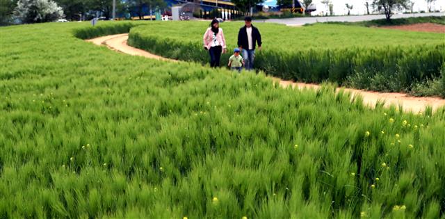 완연한 봄 날씨를 보인 24일 충청남도 보령시 천북면 폐목장 부지에 시민들이 초록으로 물든 청보리밭 옆을 지나고 있다. 2023.4.24. 뉴스1