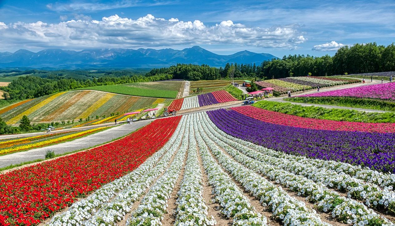 일본 홋카이도 비에이의 꽃밭. 위키피디아