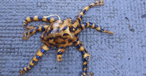 남해 상에서 발견된 파란선문어. 통영해양경찰서 제공
