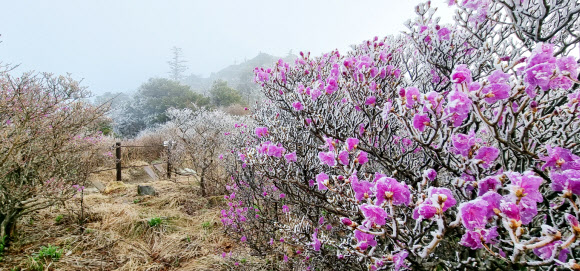 26일 전북 무주군 덕유산국립공원 내 중봉 능선에 핀 진달래꽃에 상고대가 덮여있다.설천봉 정상에 전날 5mm의 비가 내리고 이날 아침기온이 영하 3.3도로 떨어지면서 향적봉과 중봉 주능선에 3cm가량의 상고대가 생성됐다. 2023.4.26. 덕유산국립공원사무소 제공