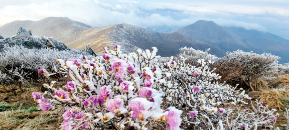 26일 전북 무주군 덕유산국립공원 내 중봉 능선에 핀 진달래꽃에 상고대가 덮여있다.설천봉 정상에 전날 5mm의 비가 내리고 이날 아침기온이 영하 3.3도로 떨어지면서 향적봉과 중봉 주능선에 3cm가량의 상고대가 생성됐다. 2023.4.26. 덕유산국립공원사무소 제공