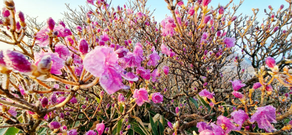 26일 전북 무주군 덕유산국립공원 내 중봉 능선에 핀 진달래꽃에 상고대가 덮여있다. 설천봉 정상에 전날 5mm의 비가 내리고 이날 아침기온이 영하 3.3도로 떨어지면서 향적봉과 중봉 주능선에 3cm가량의 상고대가 생성됐다. 2023.4.26. 덕유산국립공원사무소 제공