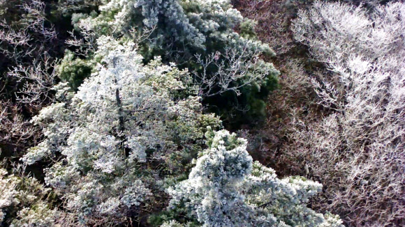 26일 전북 무주군 덕유산국립공원 내 구상나무에 상고대가 맺혀 있다.설천봉 정상에 전날 5mm의 비가 내리고 이날 아침기온이 영하 3.3도로 떨어지면서 향적봉과 중봉 주능선에 3cm가량의 상고대가 생성됐다. 2023.4.26. 덕유산국립공원사무소 제공