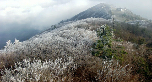 26일 전북 무주군 덕유산국립공원 설천봉 일대에 상고대가 맺혀 있다.설천봉 정상에 전날 5mm의 비가 내리고 이날 아침기온이 영하 3.3도로 떨어지면서 향적봉과 중봉 주능선에 3cm가량의 상고대가 생성됐다. 2023.4.26. 덕유산국립공원사무소 제공