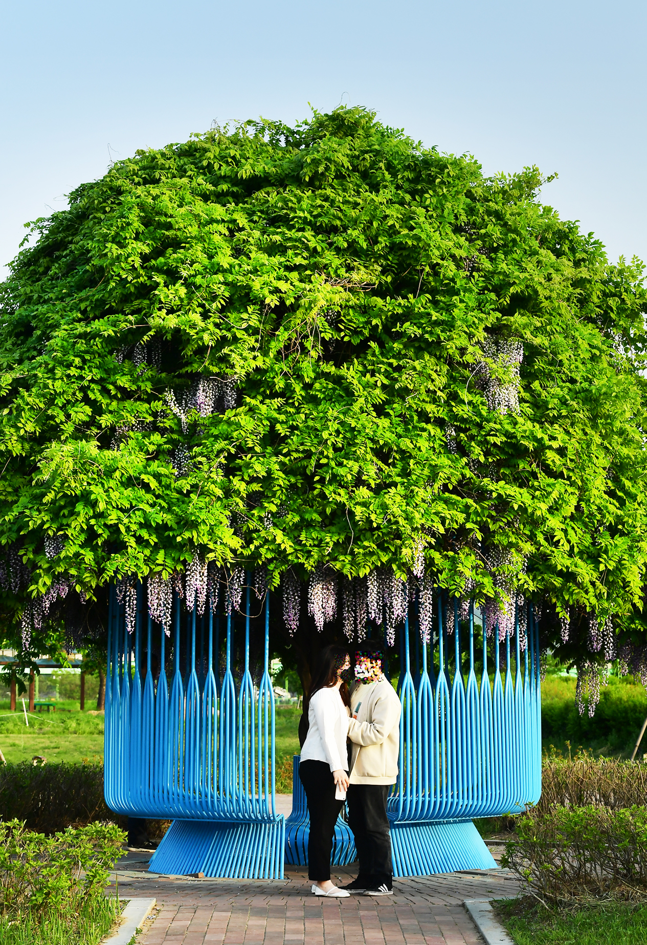 경남 함안 강나루 생태공원 등나무꽃.