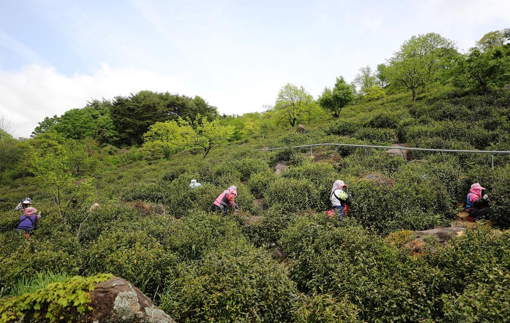 경남 하동군 화개면 운수리 지리산 자락 녹차밭에서 농민들이 녹차를 수확하고 있다. 하동군 제공