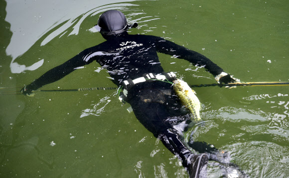 3일 오전 대구 달서구 월광수변공원 도원지에서 열린 ‘생태계 교란 야생생물 퇴치 행사‘에서 야생생물관리협회 수중팀 잠수부가 배스를 잡기 위해 잠수하고 있다. 2023.05.03.  뉴시스