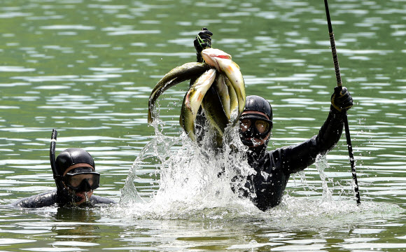 3일 오전 대구 달서구 월광수변공원 도원지에서 열린 ‘생태계 교란 야생생물 퇴치 행사‘에서 야생생물관리협회 수중팀 잠수부가 배스를 들어 올리고 있다. 2023.05.03. 뉴시스