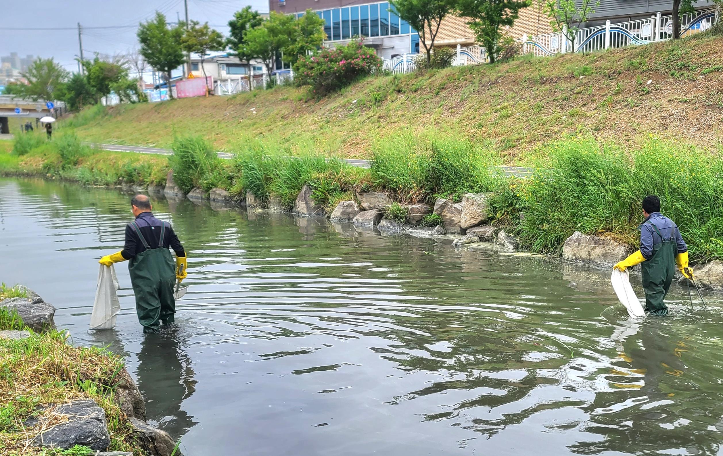 천안시 관계자들이 천안천에서 폐사한 물고기를 수거하고 있다. 독자 제공