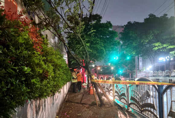 부산지역에 호우?강풍특보가 발효된 5일 오후 북구의 한 도로변 가로수가 강풍에 쓰러져 119 대원들이 안전조치를 하고 있다. 2023.05.06. 부산소방재난본부 제공