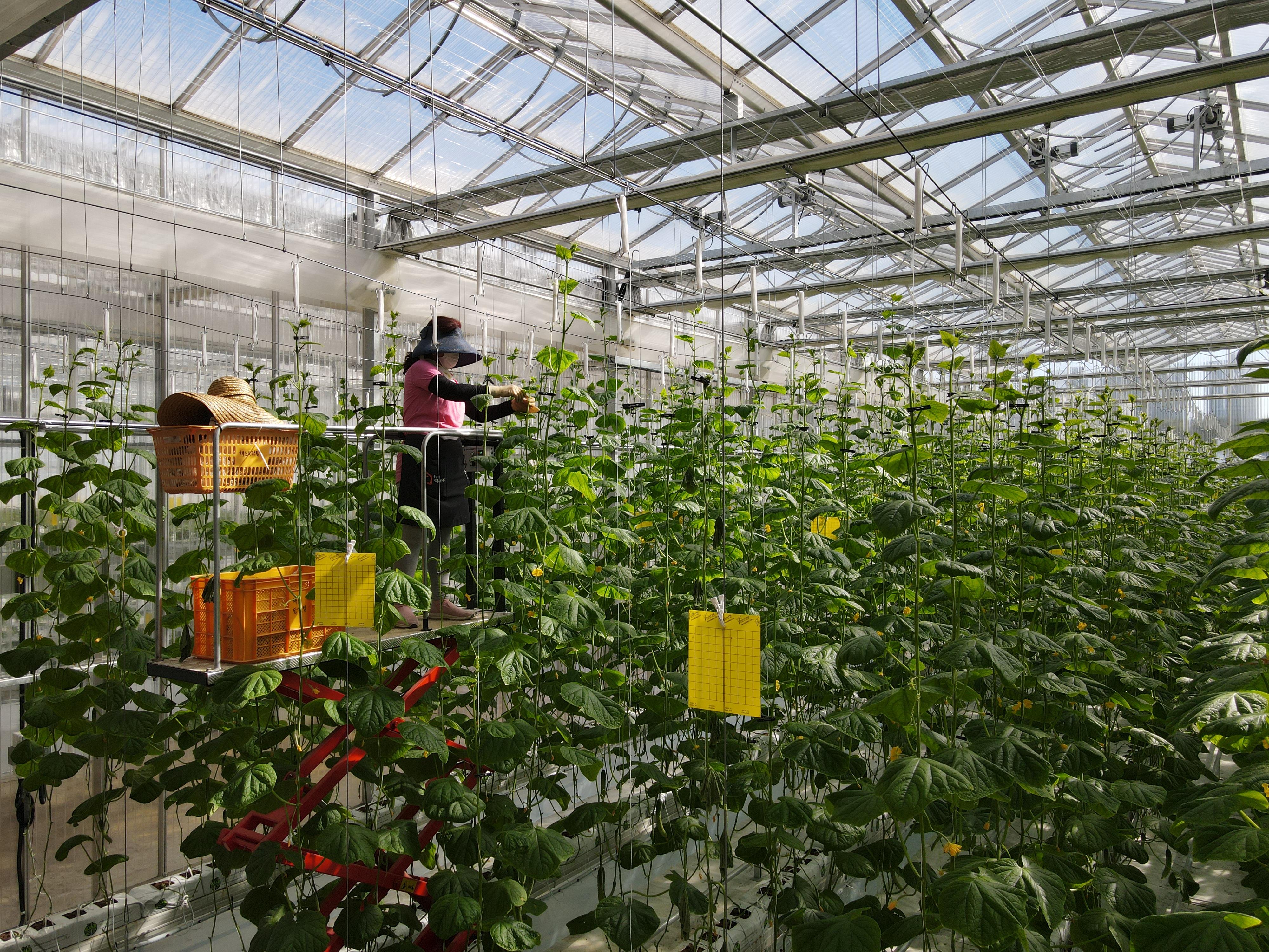 농업기술센터에 설치된 스마트팜 실험장에서 멜론 재배를 위한 생육데이터를 실험하고 있다.  천안시 제공