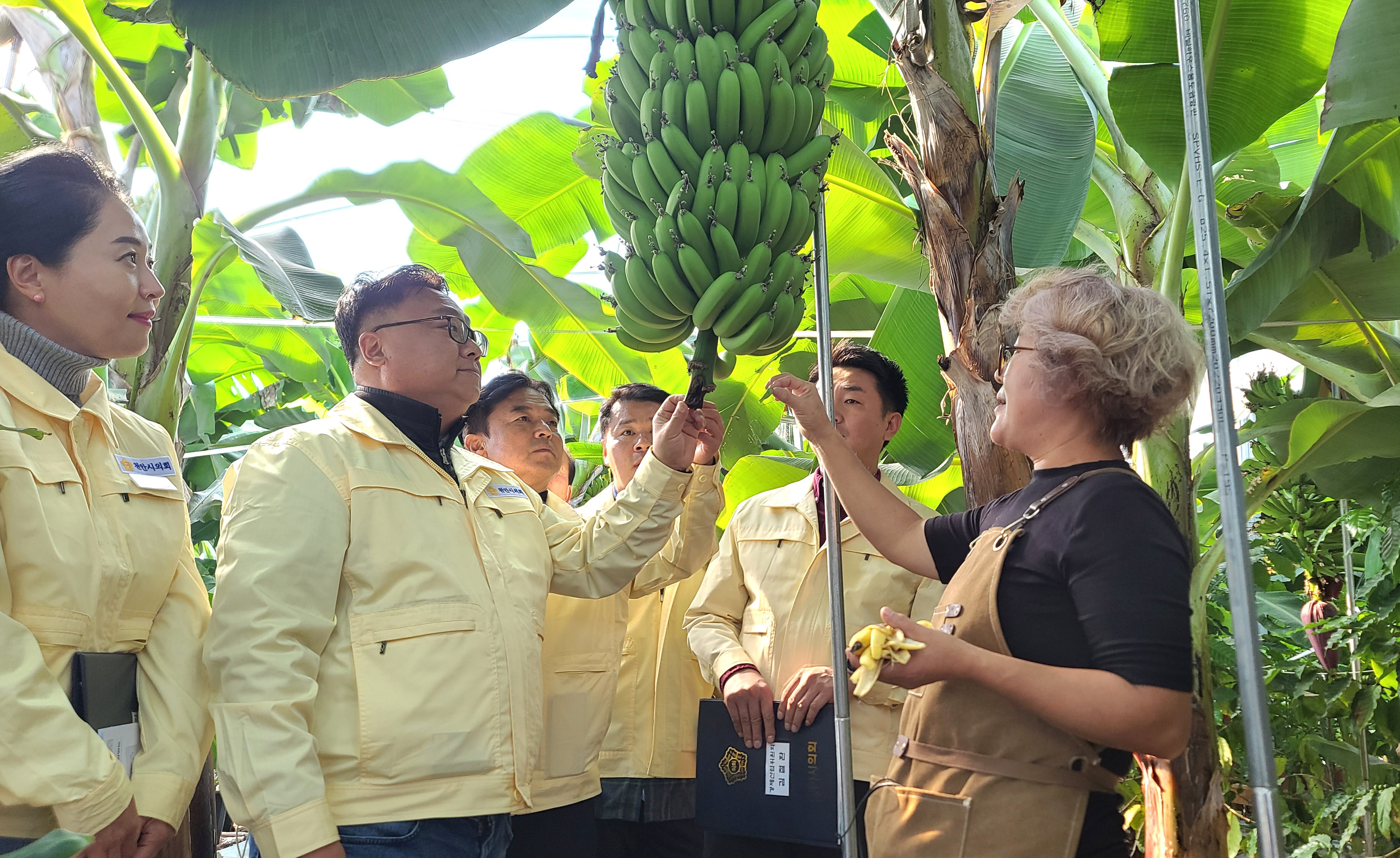 충남 천안시가 고령화 등 농촌문제를 해결하기 위해 스마트팜 육성에 나섰다.  천안시의원들이 바나나 재배 농가를 방문해 애로사항을 듣고 있다. 시의회 제공