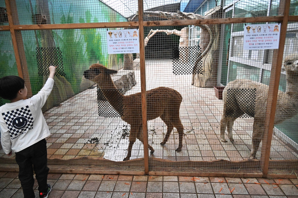 대전의 한 실내 동물원에 있는 알파카들 주변에 배설물들과 먹이 체험용 당근들이 방치돼 있다.