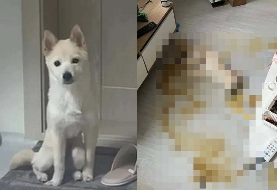 방치돼 숨진 개(사진 왼쪽)와 거실에서 발견된 개 사체와 배설물. 인스타그램 캡처