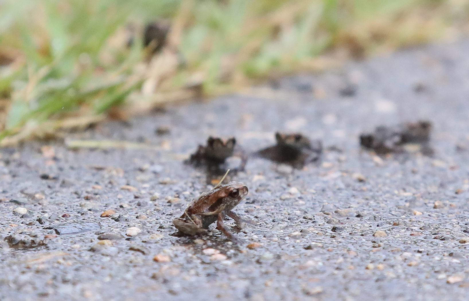 옹기종기 새끼 두꺼비