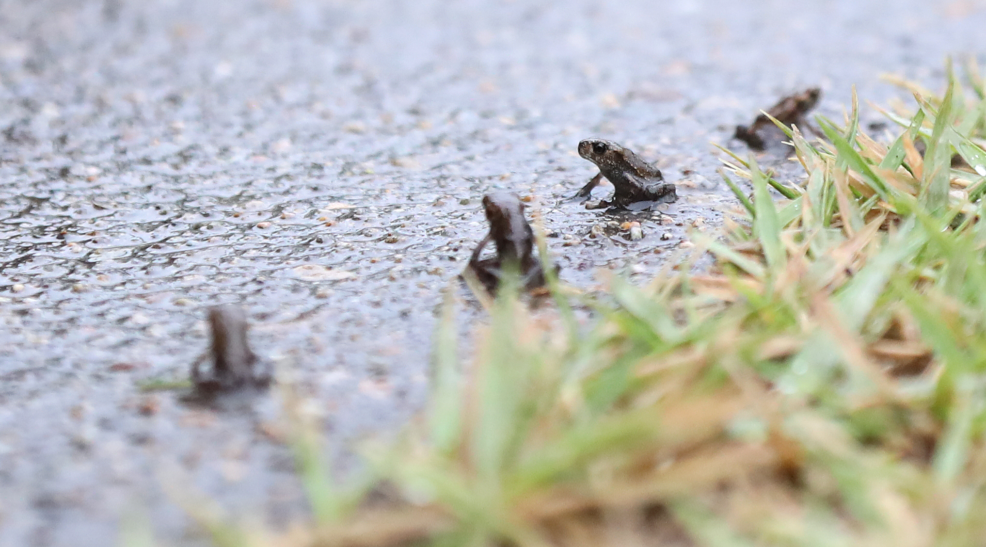 새끼 두꺼비들의 이동