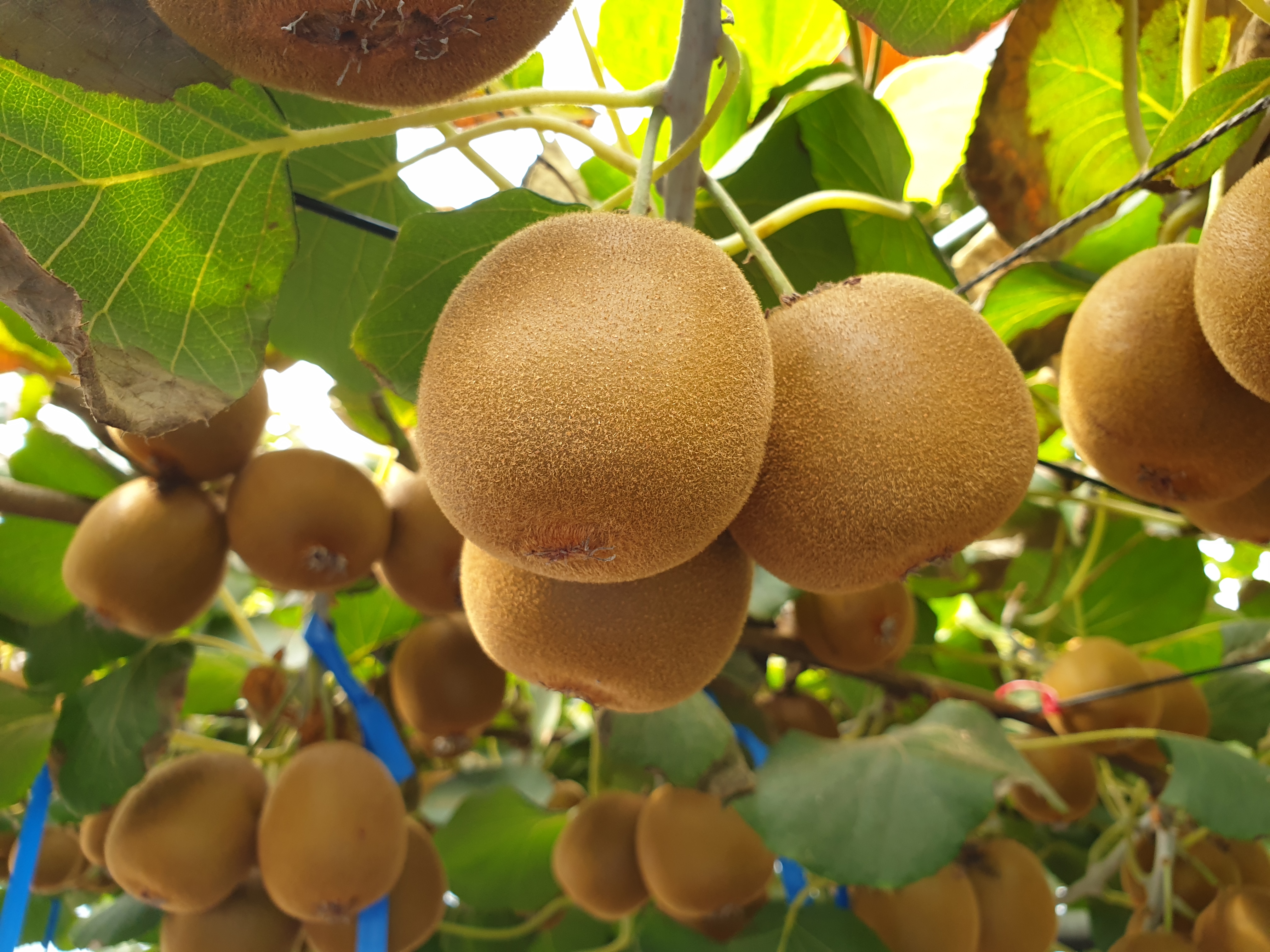 국내 육성 품종 골드키위 ‘감황’이 성산지역에서 육성 재배되고 있다. 제주도농업기술원 제공