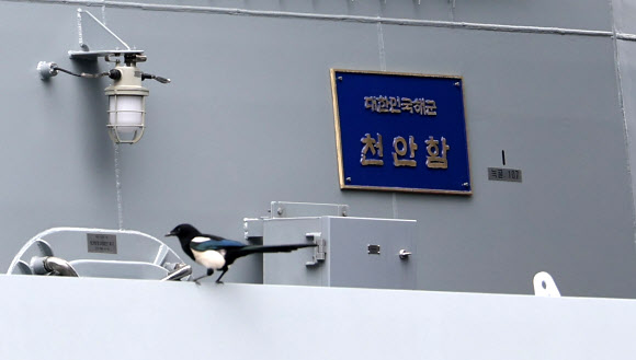 19일 오후 경남 창원시 진해구 진해 군항에서 열린 해군 신형 호위함 천안함(FFG-826) 취역식에서 길조인 까치 한 마리가 함정에서 휴식을 취하고 있다. 2023.5.19 연합뉴스