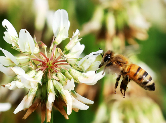 세계 벌의 날을 하루 앞둔 19일 오후 경기도 수원시 한 공원에서 꿀벌이 토끼풀꽃 사이를 분주하게 날아다니고 있다. 2023.5.19 연합뉴스