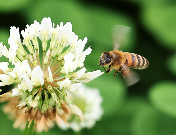 세계 벌의 날을 하루 앞둔 19일 오후 경기도 수원시 한 공원에서 꿀벌이 토끼풀꽃 사이를 분주하게 날아다니고 있다. 2023.5.19 연합뉴스