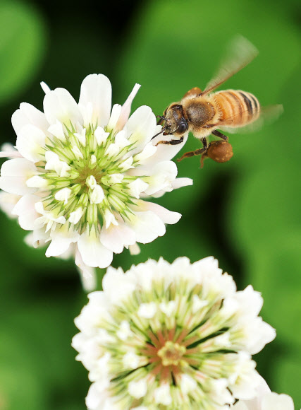 세계 벌의 날을 하루 앞둔 19일 오후 경기도 수원시 한 공원에서 꿀벌이 토끼풀꽃 사이를 분주하게 날아다니고 있다. 2023.5.19 연합뉴스
