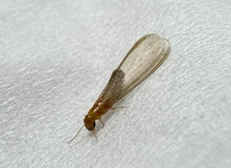 서울 강남 주택서 발견 흰개미…마른나무 갉아먹는 외래종 확인