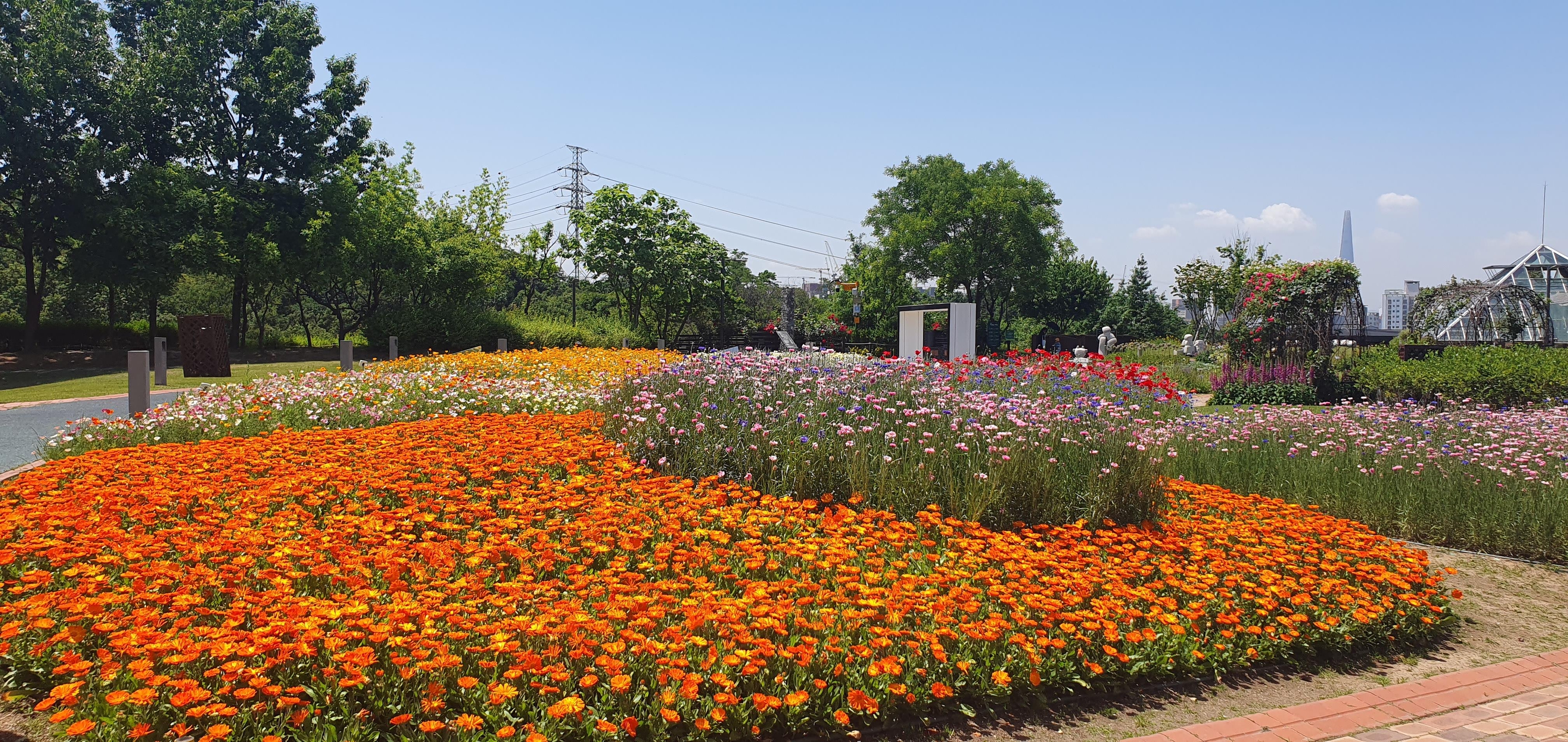 형형색색의 꽃들로 장관을 이룬 허브천문공원 전경. 강동구 제공