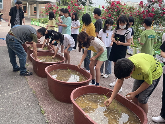전남 해남군은 서울시 학교급식으로 공급하고 있는 친환경 해남쌀을 학생들이 직접 체험할 수 있도록 서울시 소재 14개 초등학교에 체험포를 설치했다.  해남군 제공