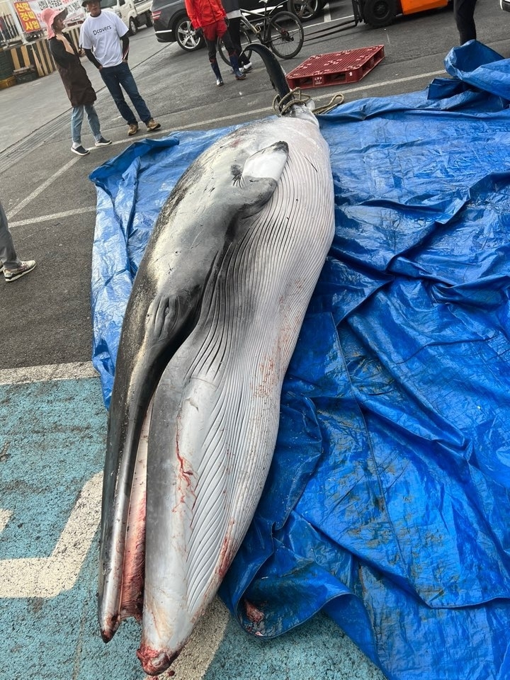 지난 8일 서해안에서 포획돼 5700만원에 판매된 밍크고래.