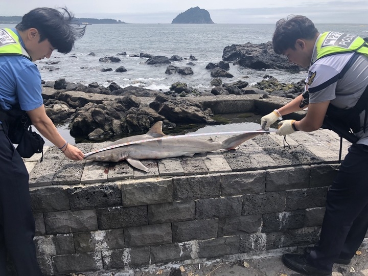 해경이 지난 11일 서귀포 해안가에 사체로 발견된 식인상어의 일종인 무태상어 크기를 재고 있다. 서귀포경찰서 제공