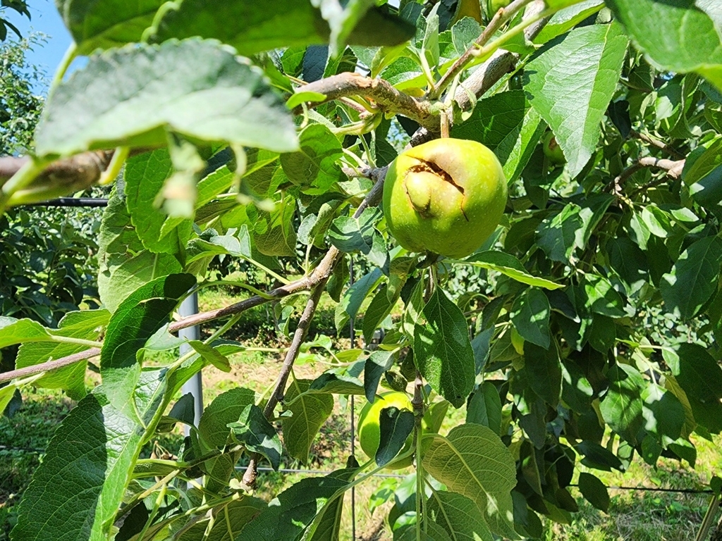 최근 경북지역에 내린 우박으로 도내 과수원에서 사과열매가 훼손되는 등 피해를 입었다. 경북도 제공