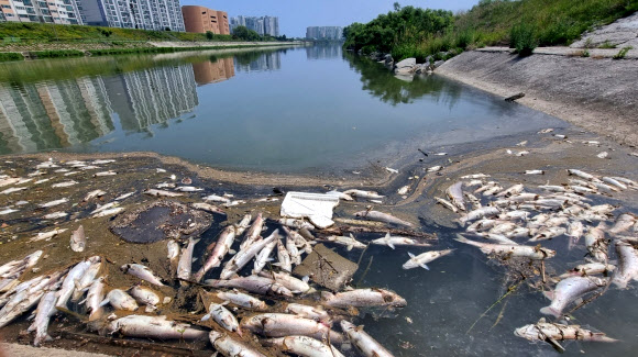 13일 강원 강릉시 남대천 하구에서 황어 수천마리가 떼죽음해 허연 배를 드러낸 채 물 위로 떠 올랐다. 2023.6.13 연합뉴스