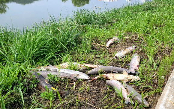 13일 강원 강릉시 남대천 하구에서 황어 수천마리가 떼죽음 당해 악취를 풍기고 있다. 2023.6.13 연합뉴스