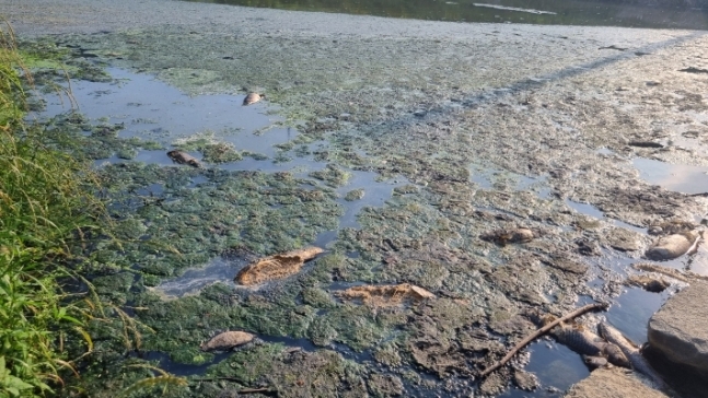 지난 9일 여수 쌍봉천의 오폐수 유입으로 물고기가 폐사한 모습. 여수환경운동연합 제공