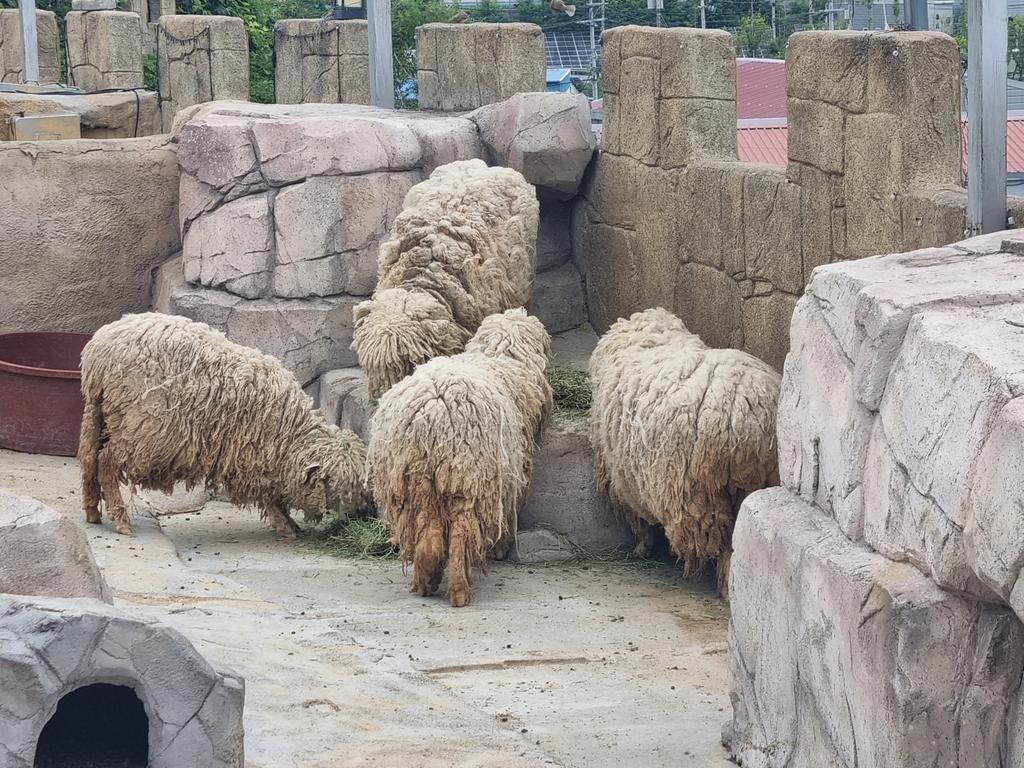 부경동물원에 있는 덥수룩한 양들. 김해시청 홈페이지 ‘시장에게 바란다’ 캡처
