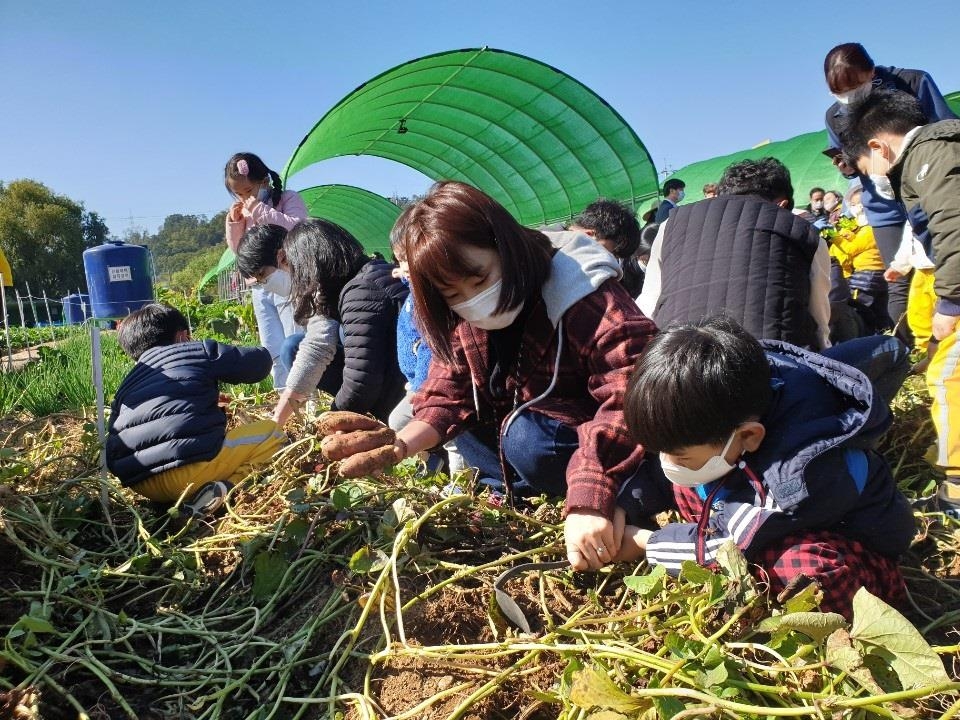 금천구 가족들이 도시농업체험장에서 고구마를 캐고 있다. 금천구 제공