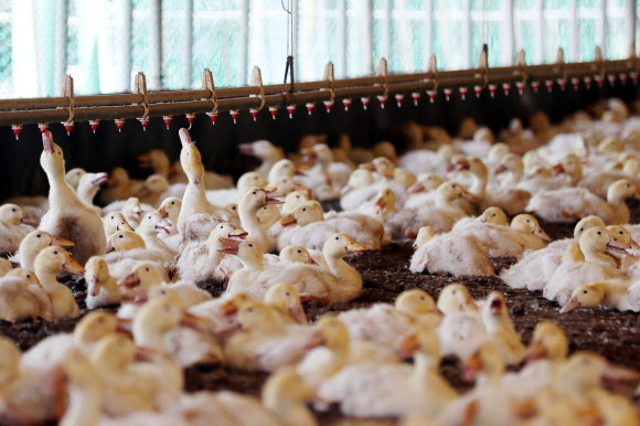 19일 오후 전남 나주시 세지면 한 오리 농가에서 더위에 지친 오리들이 주저앉아 열을 식히고 있다. 2023.6.19 연합뉴스