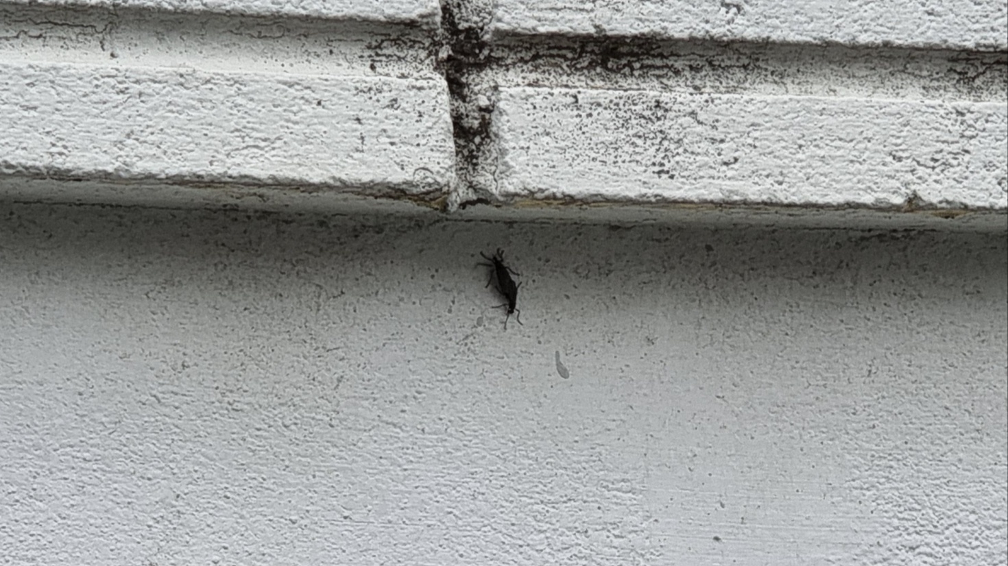 20일 서울 은평구 불광역 인근 가게 벽에서 발견된 ‘사랑벌레’(러브버그) 두 마리. 김예슬 기자