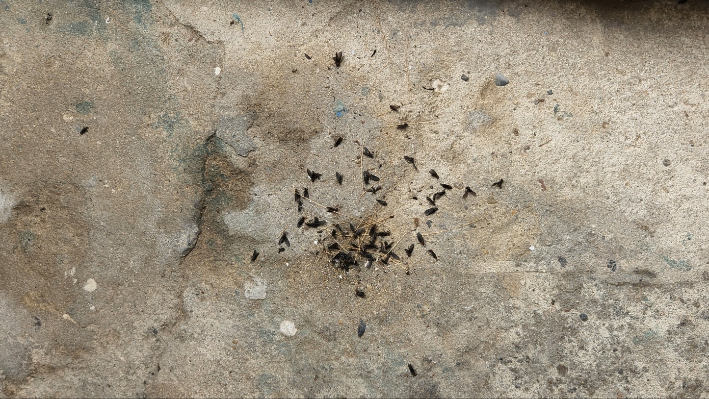 20일 서울 은평구 불광역 인근 도로에서 발견된 ‘사랑벌레’(러브버그) 무리. 김지선씨 제공