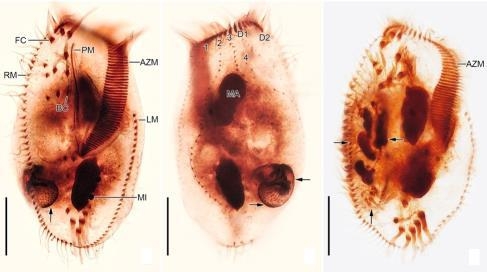 환경부 국립낙동강생물자원관이 발견한 신종 섬모충 ‘텟메메나 폴리모르파’. 낙동강생물자원관 제공