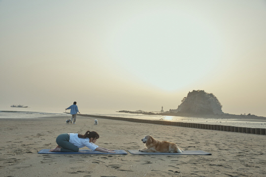 충남 태안 꽃지해수욕장에서 ‘도가(Dog+Yoga)’를 즐기는 모습. 한국관광공사 제공