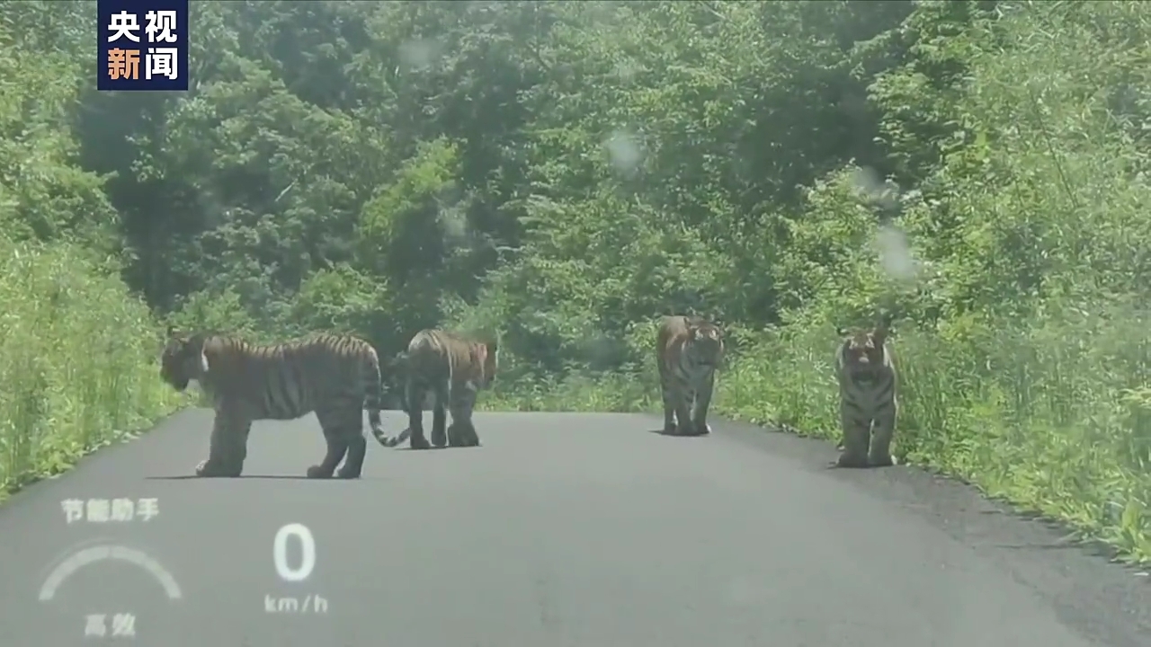 中 훈춘 산길에서 포착된 야생 호랑이 일가족.  중국중앙(CC)TV 캡처